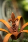 Preview: - Kopie